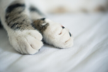 Cat paws closeup, blurred background