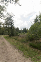 Fototapeta premium Nature reserve Sleenerzand, The Netherlands 