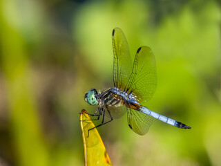Close up of male Blue Dasher Dragonfly taken in Urfer Family Park in Sarasota Florida United States