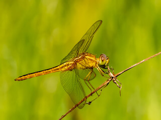 Close up of female Scarlet Skimmer Dragonfly taken in Ufer Family Park in Sarasota Florida United States