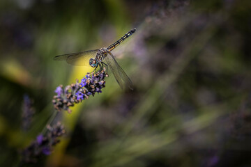 Dragonfly on lavander 