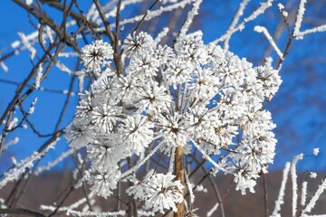 Plant covered with snow against blue sky