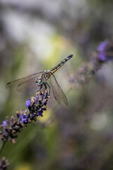 Dragonfly on lavander 