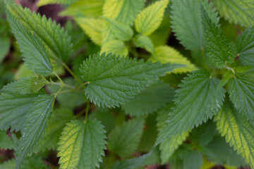 nettle texture top view, close-up of foxes green nettle plant. Healing healing plant