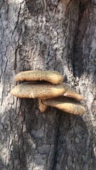 fungus on tree