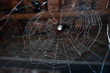 spider web.