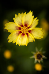 Macro of yellow flower