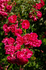 beautiful pink roses in the garden