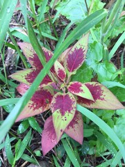Rea wildflower near the side of my house