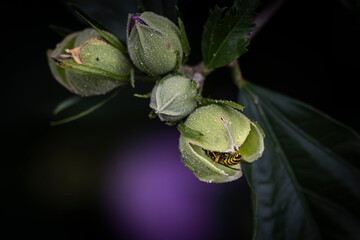 Wasp in Rose of Sharon pod