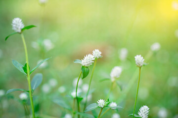 White flowers in nature and fair light from the sun.