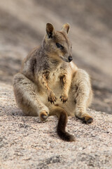 Naklejka premium Mareeba rock wallaby (Petrogale mareeba) sitting. Atherton Tablelands, Queensland, Australia