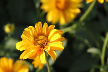 Obraz premium bee wasp bumblebee insect sitting eating drinking nectar on a bright yellow small flower close up gardening flower science spring summer pollination