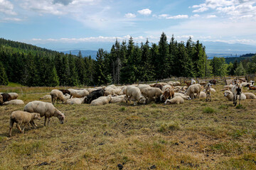 herd of goats and sheep on the mountain meadow