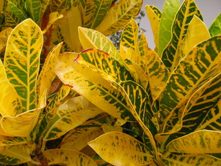 Żółtozielone liście bananowców na wyspie Madera, Portugalia