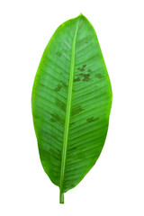 Green banana leaves with unique motifs, isolated on a white background, clipping path included