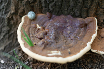 Old forest mushroom close-up. Big mushroom hid under pine needles. Mushroom closeup