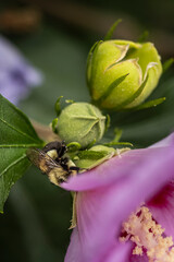 Bee on Rose of Sharon