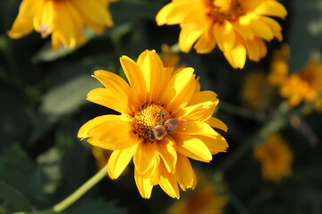 bee wasp bumblebee insect sitting eating drinking nectar on a bright yellow small flower close up gardening flower science spring summer pollination