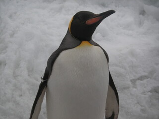 KONICA MINOLTA DIGITAL CAMERA