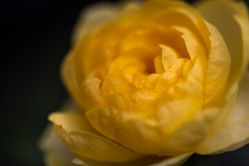 Macro of small yellow rose