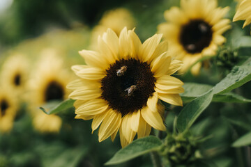 Obraz premium Honeybees landing on a sunflower