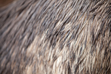 Closeup texture of emu feathers.