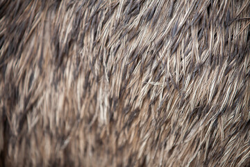 Closeup texture of emu feathers.