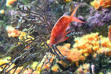 浅瀬の岩礁地帯を泳ぐ美しいサクラダイ