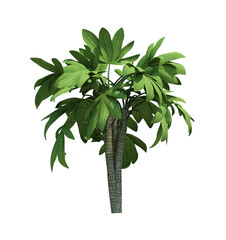 Obraz premium Nature object tree isolated white background