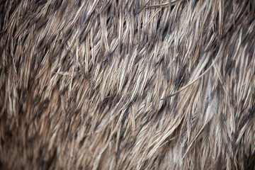 Closeup texture of emu feathers.