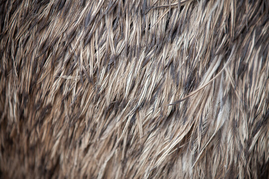 Closeup texture of emu feathers. - Powered by Adobe