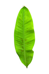 Green banana leaves with unique motifs, isolated on a white background, clipping path included