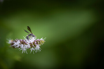 Bee on Flower