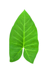 Obraz premium Large heart shaped green leaves of Elephant ear or taro (Colocasia species) the tropical foliage plant isolated on white background, clipping path included,