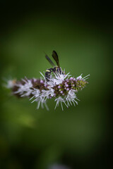 Bee on Flower