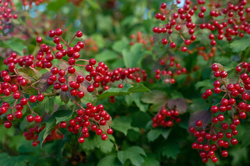 a bunch of red viburnum berries hanging from a bush, shimmering in the sun