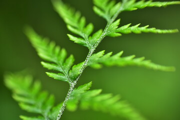 Closeup nature view of beautiful fern on blurred greenery background in garden with copy space for text using as background natural green plants landscape,