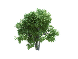 Obraz premium Drzewo obiektu natura na białym tle