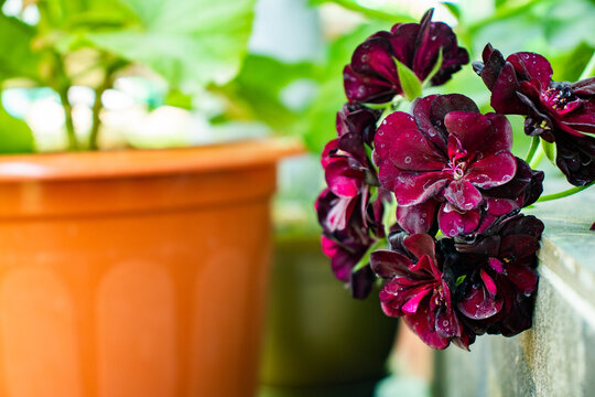 Dark burgundy geranium photographed up close