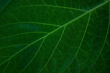 A walnut leaf photographed up close