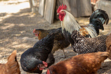 Gallo en un corral con gallinas