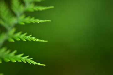 Closeup nature view of beautiful fern on blurred greenery background in garden with copy space for text using as background natural green plants landscape,