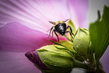 Bee on Pink flower