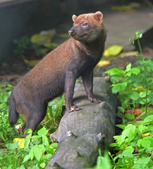 Bush dog (Speothos venaticus) in grass. Focus on face