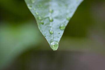 water droplets on a summer leaf 