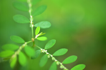 Closeup nature view leaf on blurred greenery background in garden with copy space for text using as background natural green plants landscape