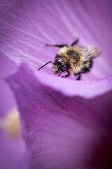 Bee on Pink flower