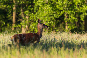 Piękna samica łania jelenia Cervus elaphus biegnie po łące