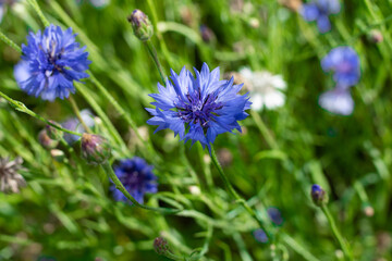Garden cornflowers